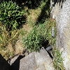 Plants: image 94 Of 208 Thumb